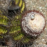 Melocactus harlowii f. candidus Macambo, Cu ©José Miguel Acuna.jpg